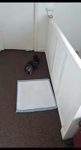 Kittens Ready To Leave in London