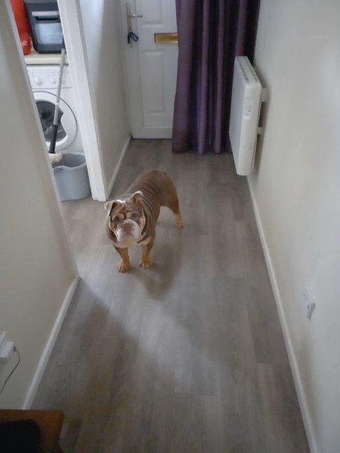 coco in Shrewsbury