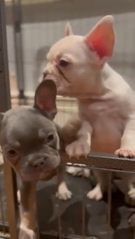 @Leicester__frenchies in Leicester