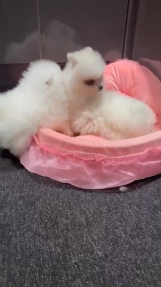 Tiny quality Pomeranian puppies kc in Coventry
