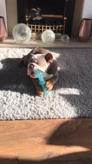 English bulldog girl kc registered in Birmingham