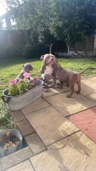 Quality American Pocket bully Female Pup in Hinckley and Bosworth