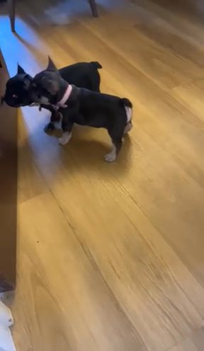 2 French bulldogs READY TO LEAVE in Braintree