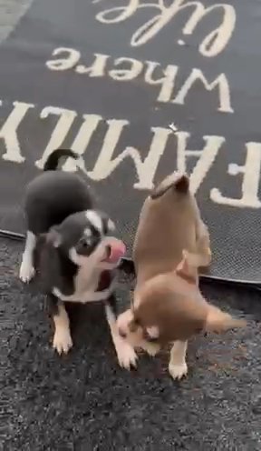 Smooth coat Chihuahuas in Sandwell
