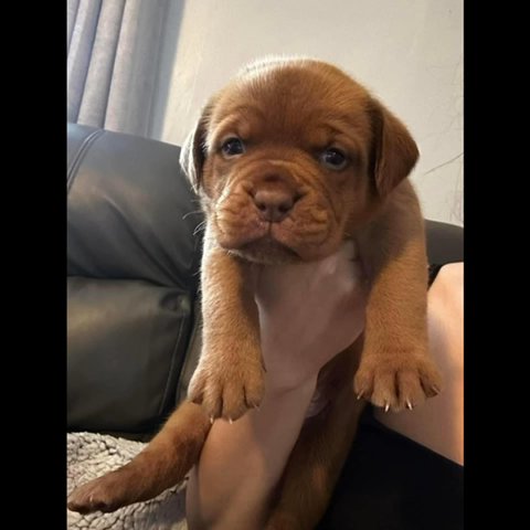Dogue De Bordeaux Puppies in Walsall