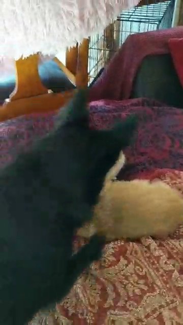 Gorgeous mixed breed puppies ? in London
