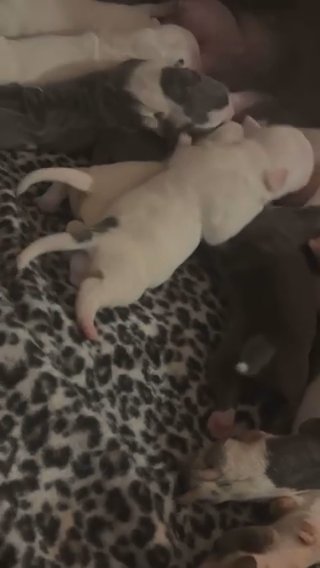 American Bully Pups ? Looking For Their Forever Homes in Kent