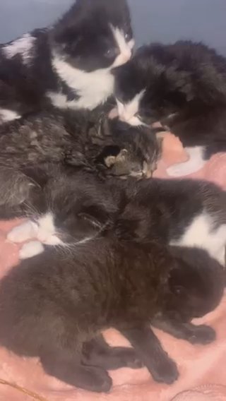 Kittens For Sale in Huntingdonshire