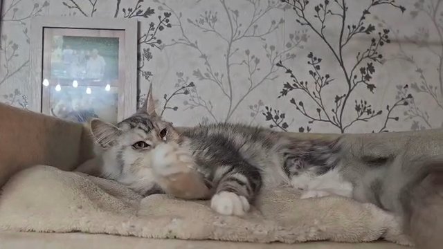 Maine Coon girl Black Silver tabby looking forever home in Wakefield