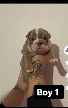 QUALITY English Bulldogs for sale in Telford and Wrekin