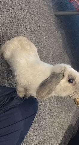 Male Rabbit in Bradford