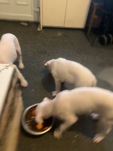 American staff 11 Weeks Old ready to Leave in Nottingham