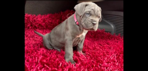 Cane Corso Pure Pedigree Show Quality Female Puppy in Nottingham