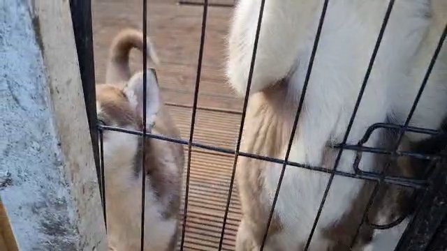 Siberian husky puppies in Bradford