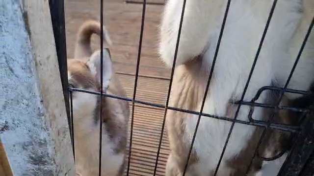 Siberian husky puppies in Bradford