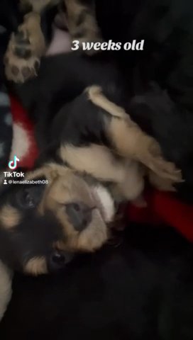 Beautiful F1b Cockerpoo Puppies in London