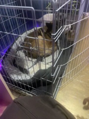 German Shepherd To A Good Home in Croydon