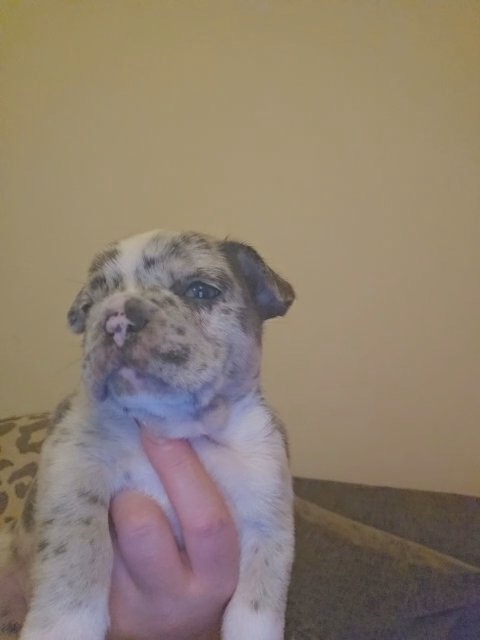 ** SOLD **French Bulldog Puppies in North West Leicestershire