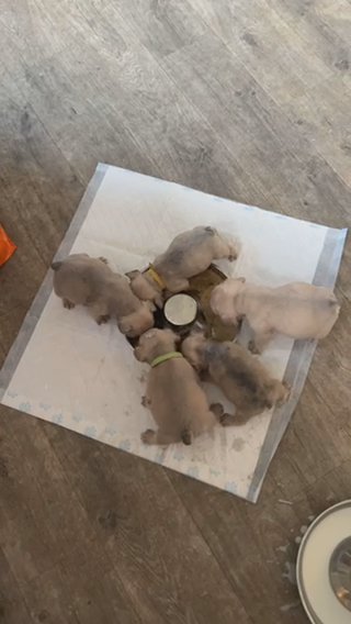 Kc Registered French Bulldog Puppies in South Somerset