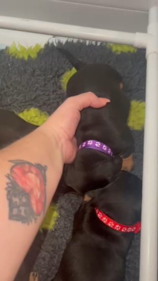 2 Kc Reg Standard Dachshunds Available To Reserve in Preston