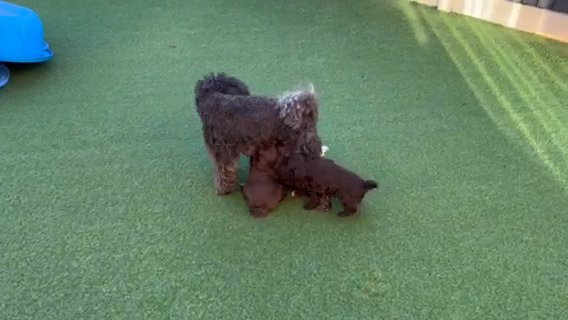 Mini Schnauzer x Mini Poodle (Schnoodle) male pups available 15th Dec in Derby