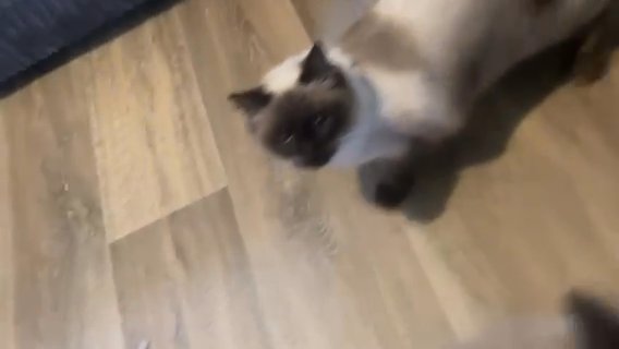Ragdoll Cats in Nottingham