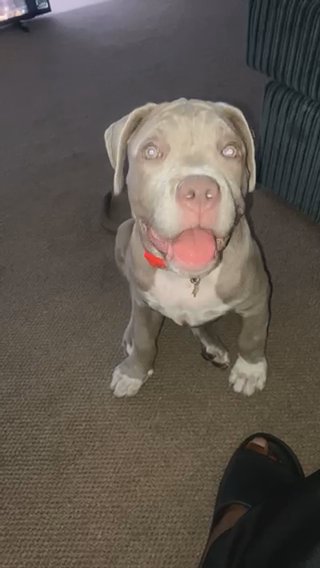 5 Months Old Puppy For Sale in London