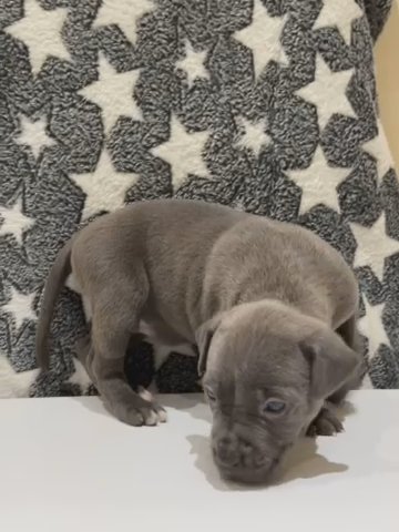 GIRL CANE CORSO X RED NOSE PITBULL in London