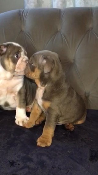 English Bulldog Puppies Kc Reg Last Girl in South Holland