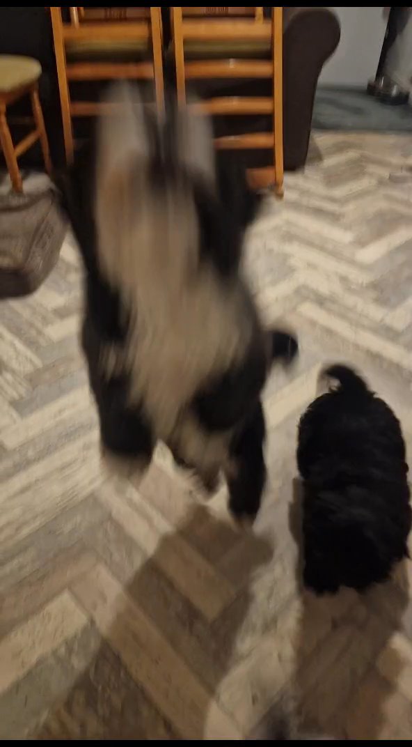 Shih tzu Male and Female in Lincoln