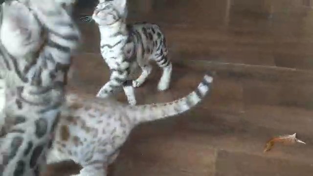Exceptional Bengal Kittens Available in Carmarthenshire