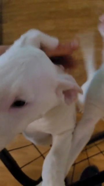 Last two stunning English Bull Terrier, show quality in Edinburgh