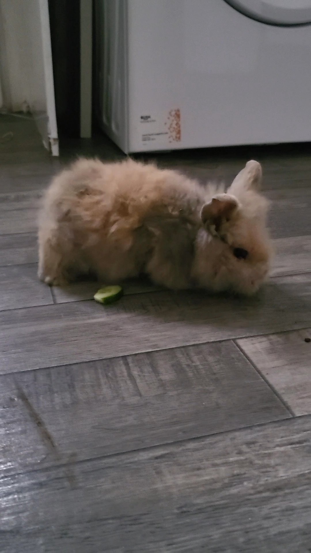 Mixed Litter Lionhead Lops for Sale in Birmingham