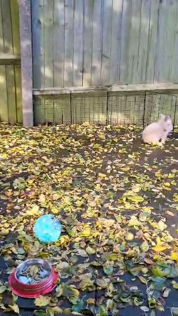 Male Lionhead Lops in Birmingham