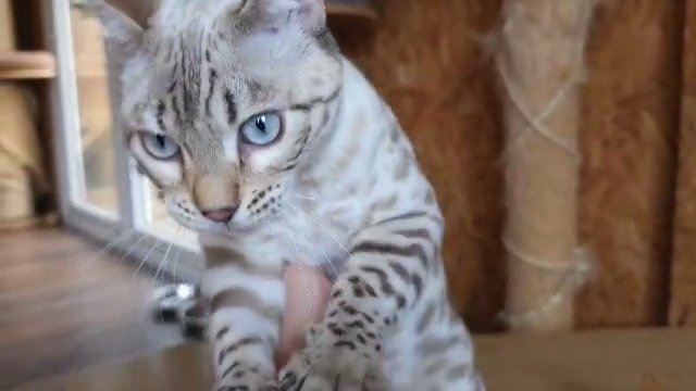 Exceptional Bengal kittens Available in Carmarthenshire
