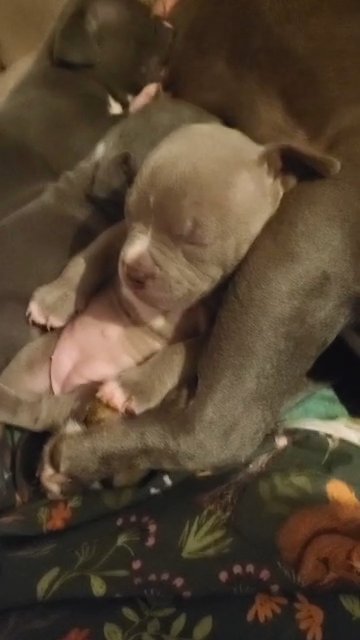 abkc micro & nano  bully's in London