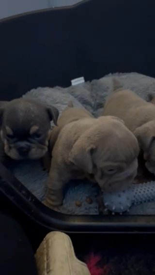 English Bulldog Puppies Ready Now in Gloucester