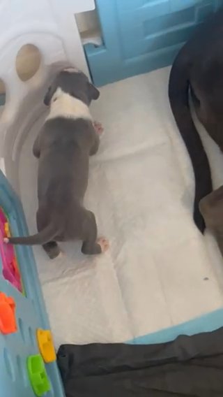 American Bully in Kent
