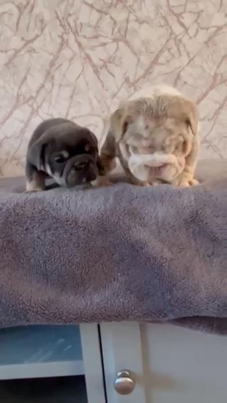 English Bulldogs in Liverpool