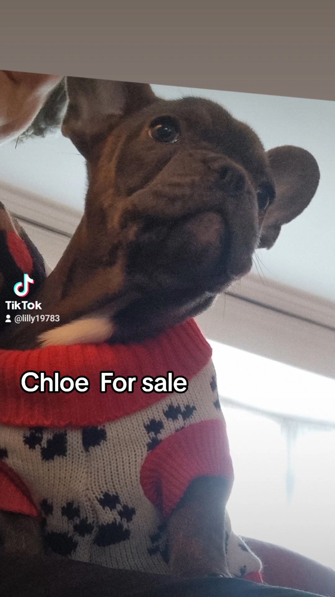 French bulldog in Wolverhampton