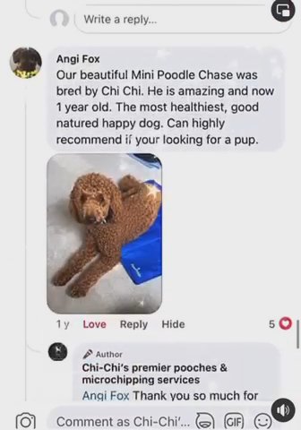 Adult Female 3/4 Miniature Poodle in Blackpool
