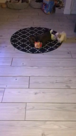 Last Shihpoo Boy in Blackpool