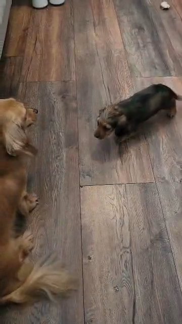 Kennel club registered ®️ Long hair Miniature Dachshunds in Manchester