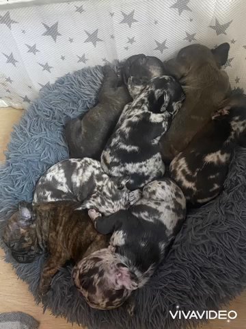 Gorgeous French Bulldog Puppies - Lilac, Merle, Blue, Brindle, Chocolate in Wigan