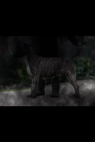 presa canario puppies in Staffordshire