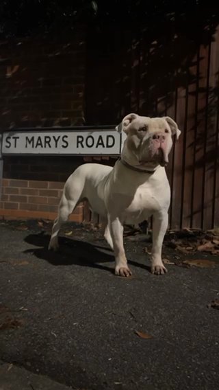 American Bully Pups Ready To Leave Message For Info in Kent
