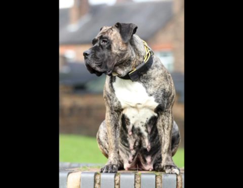 Presa canario in Staffordshire