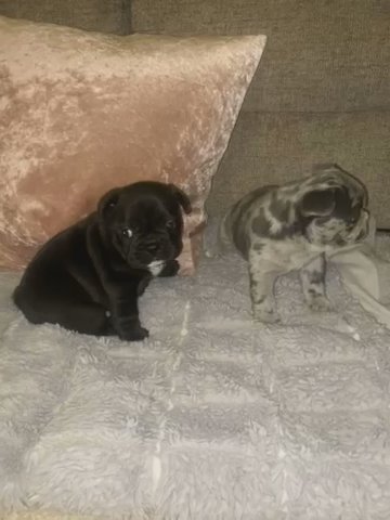 Ready To GO!!! 1 Boy 2 Girls Available Open To Offers in Havering