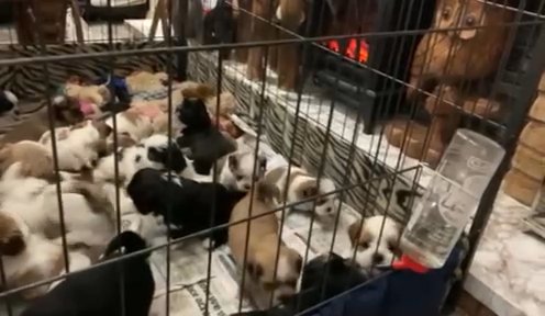 Lhasa Apso Puppies Looking Forever Loving Homes in Gloucester