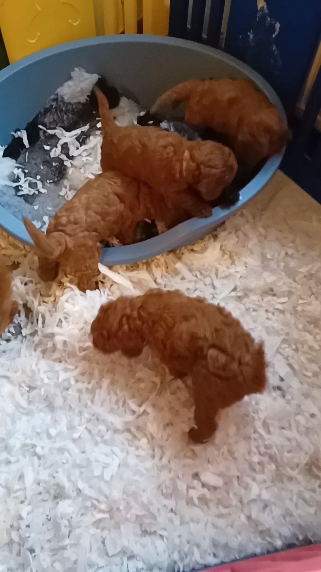 Deep Red KC reg miniature poodles in South Ayrshire